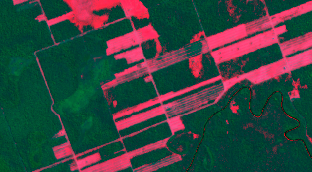 Bolivia Deforestation